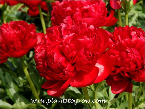 Peony Christmas Velvet 
velvet red double ball form, excellent stem strength which supports the flower, large amount of blooms above the bush,  good foliage, 28-30